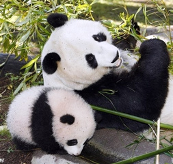 zhen-zhen-2
