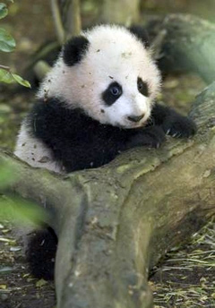 zhen-zhen-3