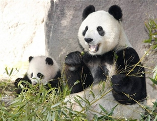 zhen-zhen-4