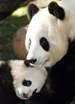 zhen-zhen-5