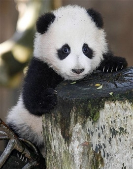 zhen-zhen-7