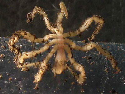 sea-spider