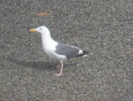 seagull1.jpg
