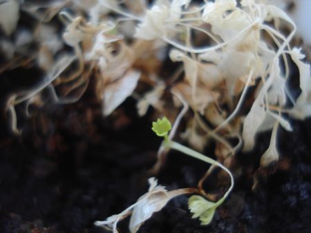 parsley-2-2-09-4.jpg