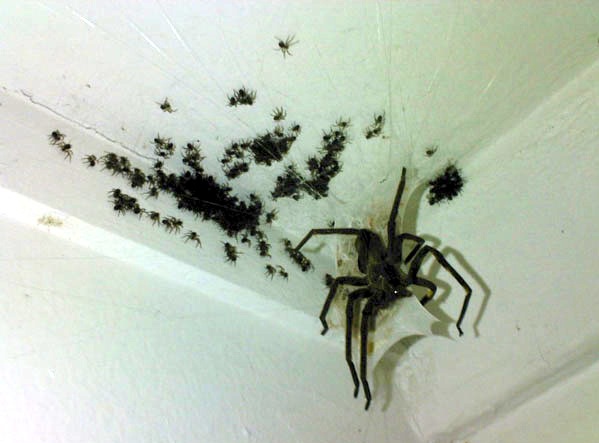 spiders.jpg