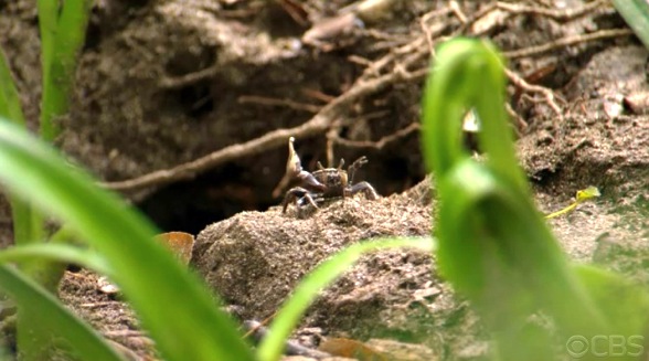 2-24-2011-survivor-25.jpg