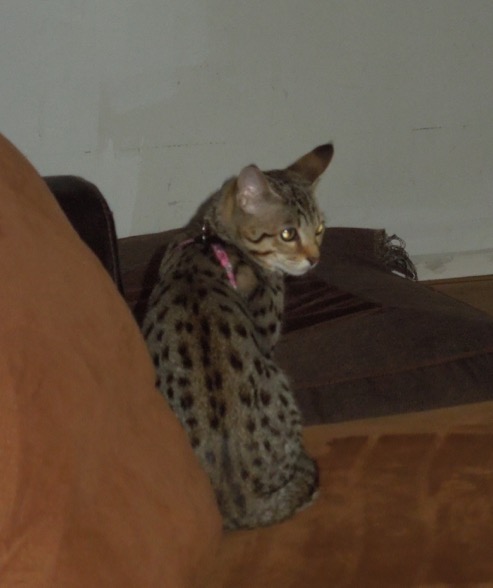 DSCN4611.jpg